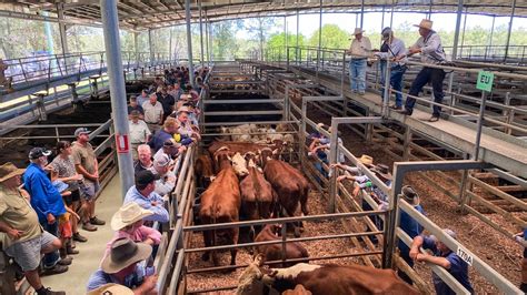 casino cattle sales today.